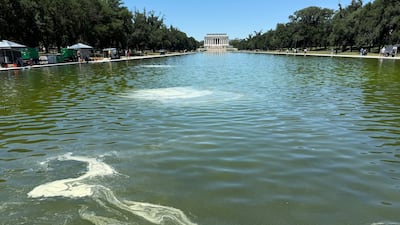 An algal bloom has turned the recently refurbished reflecting pool green. Thomas Watkins / The National