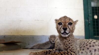 Cheetah cubs are highly sought after, despite global and local efforts to tackle the illegal trade. Sammy Dallal / The National