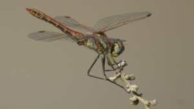 Male red-veined darter photographed in Kalba, which can now be seen in the UAE in large numbers.