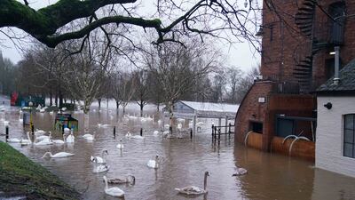 Swans in Worcester after the River Severn burst its banks. PA