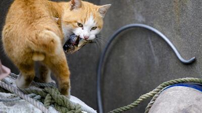 A cat carries a fish on Aoshima Island in Ehime prefecture in southern Japan. Thomas Peter / Reuters