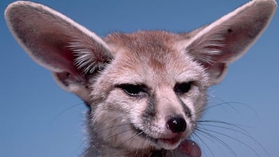 The Blanford's fox, with its large ears to radiate heat, is nocturnal and lives in desert cliffs. Getty Images
