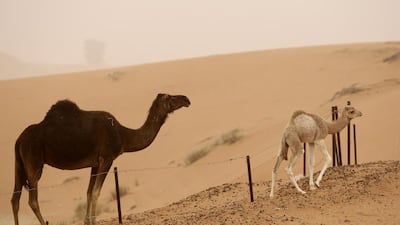 It will be dusty over open areas of the country. The National