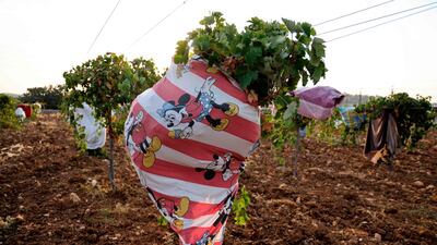 Grapevines covered with colourful bedroom linen and tablecloths to protect the grapes from the sun are pictured in the West Bank Palestinian city of Bethlehem. AFP