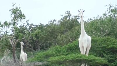 A handout image made available by the Ishaqbini Hirola Community Conservancy on March 10, 2020 shows the rare white giraffe and her calf taken on May 31, 2017, in Garissa county in North Eastern Kenya. Kenya's only female white giraffe and her calf have been killed by poachers, conservationists said on March 10, 2020. AFP PHOTO