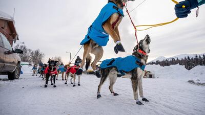 Oogruk, a dog in Kristy Berington's team, jumps before departure from Takotna, Alaska, during the Iditarod Trail Sled Dog Race. AP