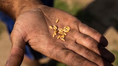 A farmer holds grains of wheat in Greece. International prices of wheat, maize, barley and sorghum declined in May. Bloomberg
