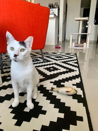 Liz Cookman’s foster cat Soo. Liz Cookman