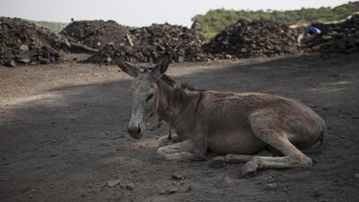 A donkey sits on the ground on a hot day after transporting coal.