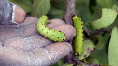 “We have helped the farmers plant arjuna trees on the wastelands here. These trees serve as hosts to the moths,” said Pradan’s Shamshad Alam.