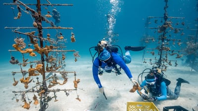 Coral bleaching is affecting large sections of Florida's famous reefs. The state has received funding from the UAE that has gone towards combating this climate change-related phenomenon