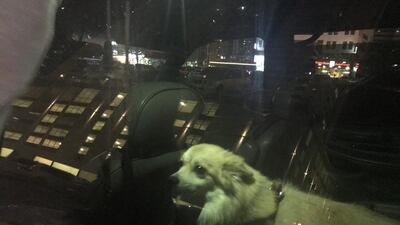 Police were alerted to the abandoned pet in Sharjah. The National