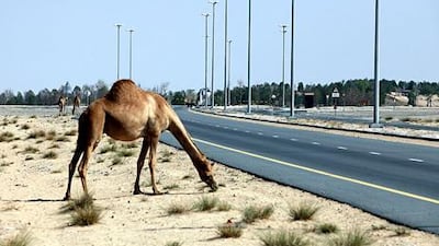 The desert area around Dubai contains an estimated 90,000 wild camels. David Cannon / Getty Images