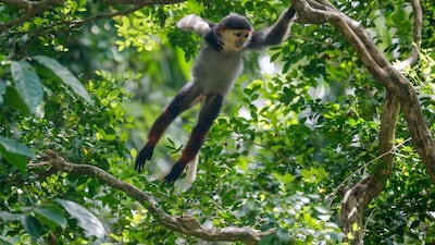 A juvenile red-shanked Doug langur swings from a branch in its enclosure at the Singapore Zoo, in Singapore. The Singapore Zoo recorded 660 animal births across 121 different species in 2019, of which 25 are listed on the International Union for the Conservation of Nature's (IUCN) Red List of Threatened Species. EPA