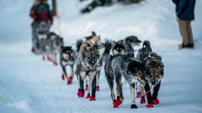 Richie Diehl arrives in Ruby, Alaska, during the Iditarod. AP