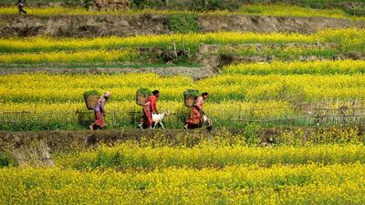 Nepalese farmers carry wicker baskets of supplies as they return to their homes in the village of Khokana on the outskirts of Kathmandu, famous for its unusual mustard-oil harvesting process in which a heavy wooden beam is used to crush mustard seeds in order to extract the oil. Prakash Mathema / AFP