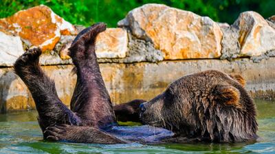 A brown bears cools off in a pool at the bear sanctuary near the village of Mramor, Kosovo. AFP