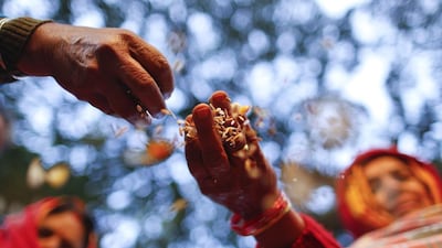 A group of Nepalese women sow Satabij, seven kinds of seeds, as they observe the Balachaturdashi festival at Pashupati temple in Kathmandu, Nepal. Narendra Shrestha / EPA