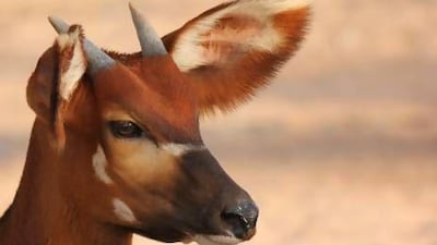 The eastern or mountain bongo is classified as critically endangered by the International Union for Conservation of Nature (IUCN). It survives in just one isolated area in central Kenya. Courtesy Al Bustan Zoological Centre