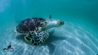 Emirati researcher in marine life and heritage, Juma bin Thalith, captured shots of the turtles underwater minutes after their release. Photo: Sharjah Museums Authority