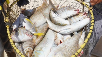 Overfished local species are included in a hatchery project aimed at boosting stocks in Umm Al Quwain. Courtesy: Ministry of Climate Change and Environment