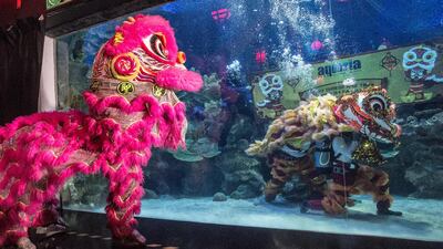 A lion dance is performed inside and outside an aquarium ahead of the upcoming Chinese New Year celebrations in Kuala Lumpur, Malaysia. EPA