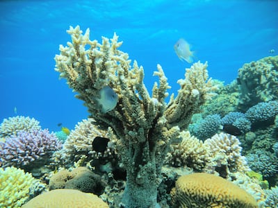 The corals of Aqaba Marine Reserve have adapted over the past 10,000 years to high salinity and marine heatwaves. Photo: Attiya Tarabeen / Aseza