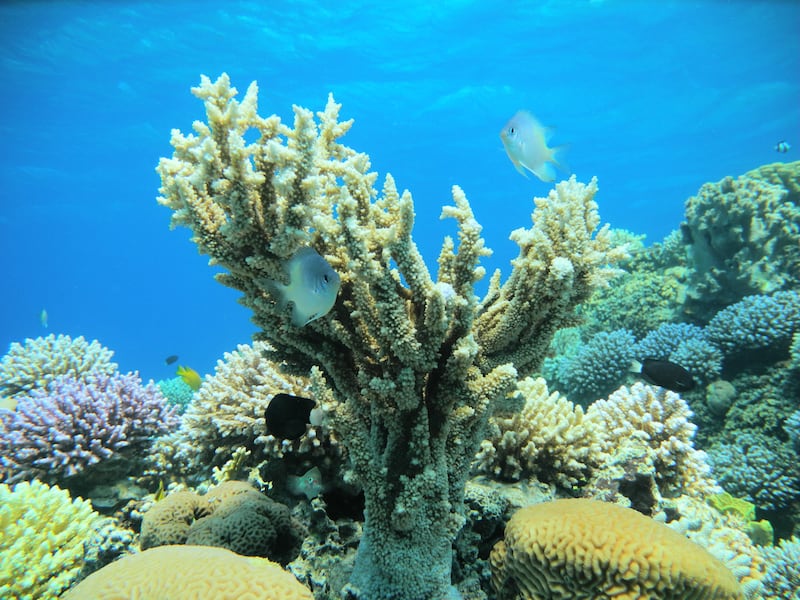The corals of Aqaba Marine Reserve have adapted over the past 10,000 years to high salinity and marine heatwaves. Photo: Attiya Tarabeen / Aseza