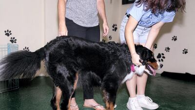 Petting dogs can also help develop motor skills in children and is known to be a calming factor as it can reduce stress, blood pressure and anxiety. Reem Mohammed / The National
