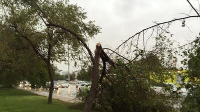 Trees on airport road are uprooted during the rain storm in Abu Dhabi. Ravindranath K / The National