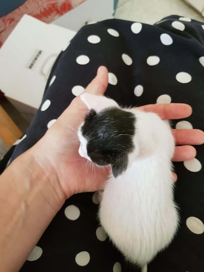A stray kitten, barely bigger than my hand and approximately 3 weeks old. Sarah Maisey / The National