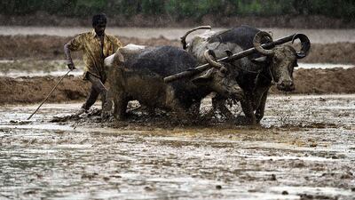 A Sri Lankan farmer ploughs his field in the rain at Biyagama on the outskirts of Colombo. Ishara S. Kodikara / AFP