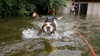 Panicked dogs that were left caged by an owner who fled rising flood waters in the aftermath of Hurricane Florence, swim free after their release in Leland, North Carolina. Reuters