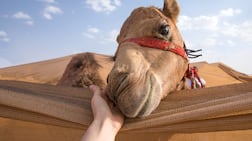 The Camel Farm in Al Qudra desert is offering free camel hugs with every general admission ticket until March 22. Getty Images
