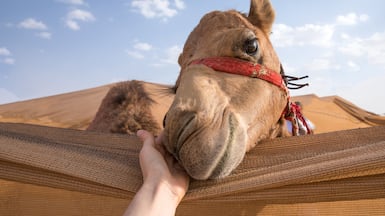 The Camel Farm in Al Qudra desert is offering free camel hugs with every general admission ticket until March 22. Getty Images