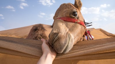 The Camel Farm in Al Qudra desert is offering free camel hugs with every general admission ticket until March 22. Getty Images
