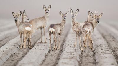 Roe deer stand on a field near Algermissen in Germany. AFP