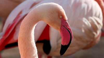 A flamingo is pictured in its enclosure at the Zoo in Berlin, Germany. Reuters