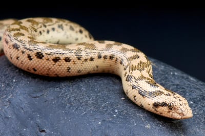 Tartar sand boa / Eryx tatricus. Alamy
