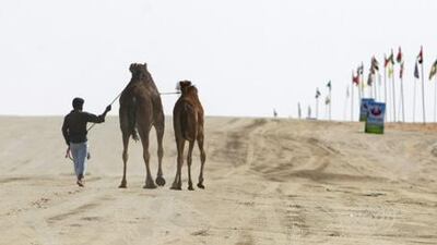 The camels have formed quite a spectacle as they slowly make their way to Madinat Zayed for the Al Dhafra Camel Festival, which will feature 23,000 of them.