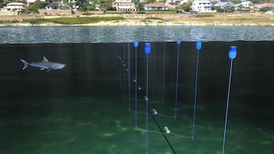 A handout provided by the South African Institute for Maritime Technology shows an electronic barrier seeking to exploit the super-sensitivity of a sharks' snout to keep swimmers and surfers safe in a small bay near Cape Town. AFP Photo