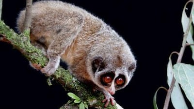 Personnel at New Delhi's airport found a 17-centimetre loris, a type of monkey native to India and South East Asia.