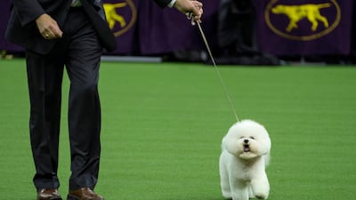 Handler Bill McFadden walks with Flynn, before the bichon frise was named Best in Show at the 142nd Westminster Kennel Club Dog Show. AP photo