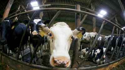 Over nearly two decades, innovative German farmers have managed to squeeze nearly 2,000kg of extra milk annually from each of their cows. Roland Magunia / AFP