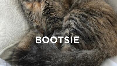 Bootsie, 2, female. Perfect cat all round, she seeks out her humans for a cuddle next to them, otherwise happily snoozing catching up on beauty sleep. Hobbies include Cat TV on YouTube and chasing her own tail. Fine with other cats, no children.