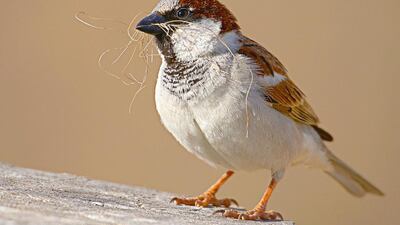 As many as 144 photos were taken by 77 professional and amateur photographers from UAE and abroad during the contest, which ran on the EAD’s instagram account.