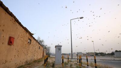 Blown in by sudden winds, desert locusts land on the wall of a building in Kuwait City. AFP