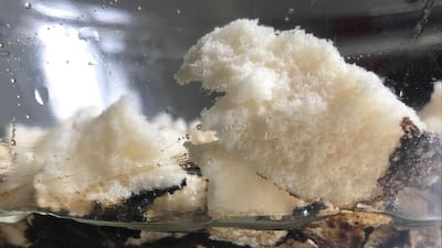 Coletivo Amor de Madre and Atelier Marko Brajovic