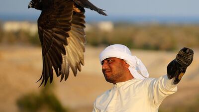 An Emirati man looks on as a falcon takes off.