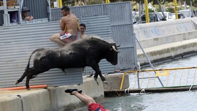 A bull which is chasing a reveller jumps into the sea during the “Bous a la Mar” festival in the eastern Spanish coastal town of Denia July 7, 2014. During this festival, revellers emerging from protective barriers provoke bulls to chase them until they both fall into sea. The bulls are then rescued by small boats which will tow them to safety. Reuters